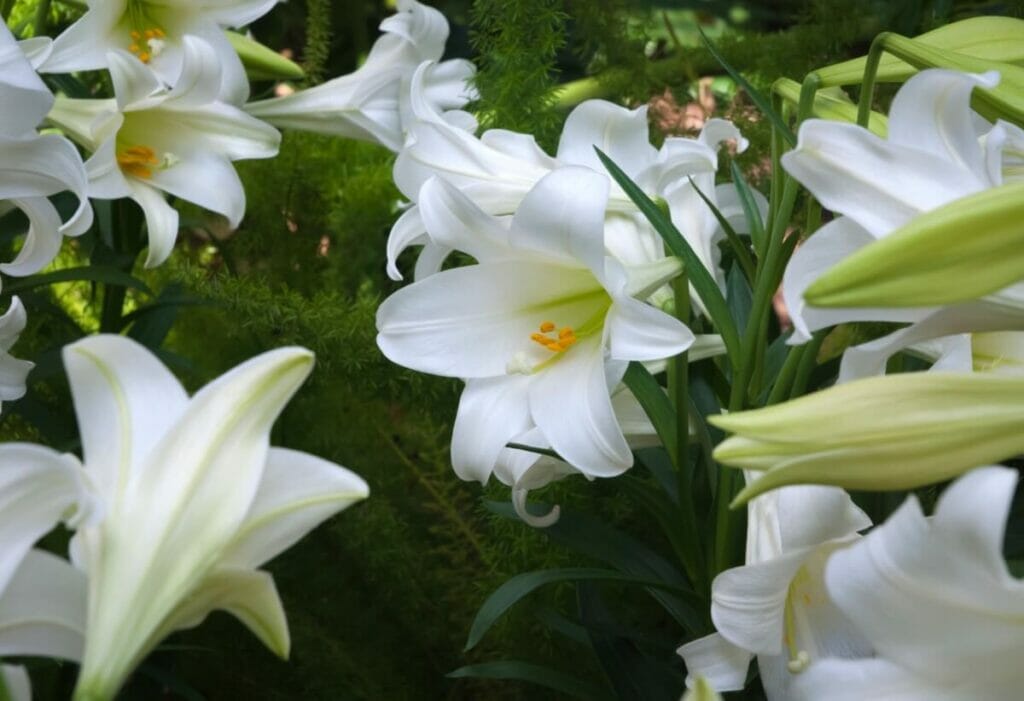Easter Lily (Lilium longiflorum)