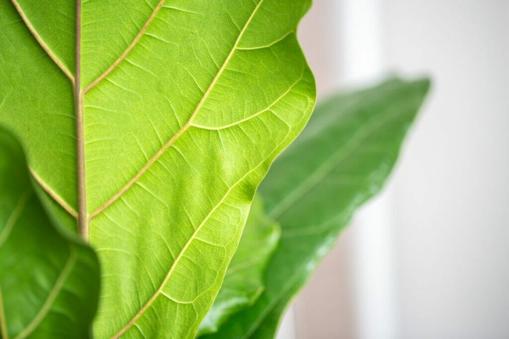 Fiddle Leaf Figs and Feng Shui