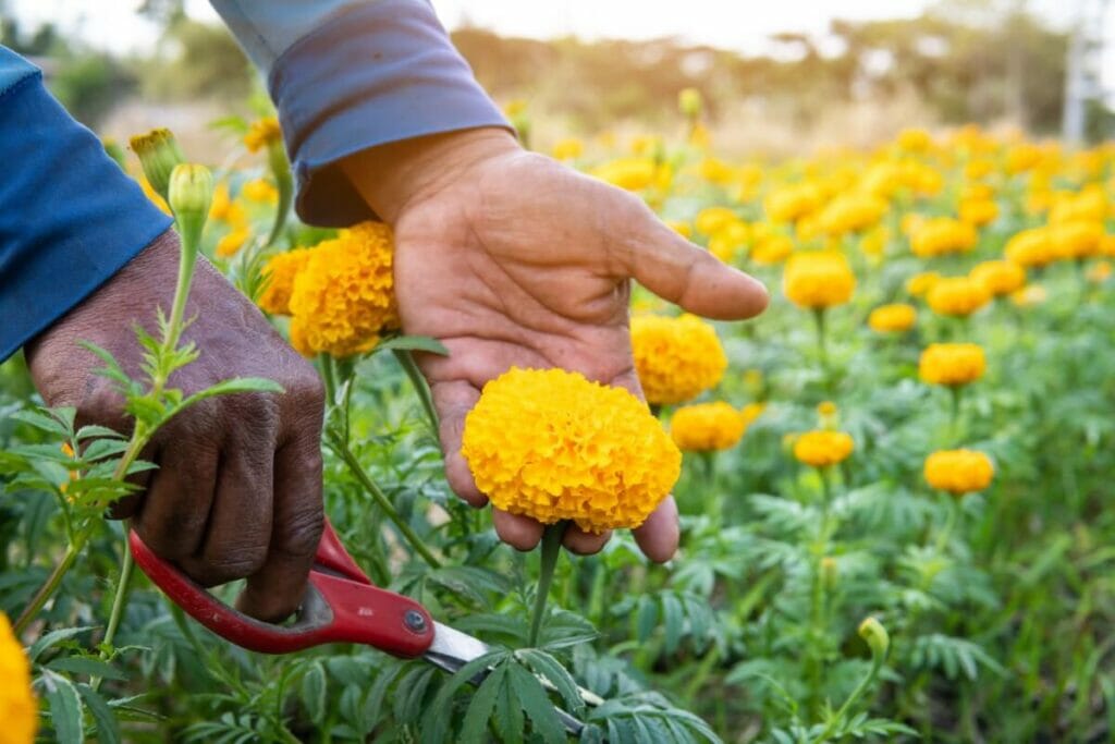 Growing Marigolds As Cut Flowers