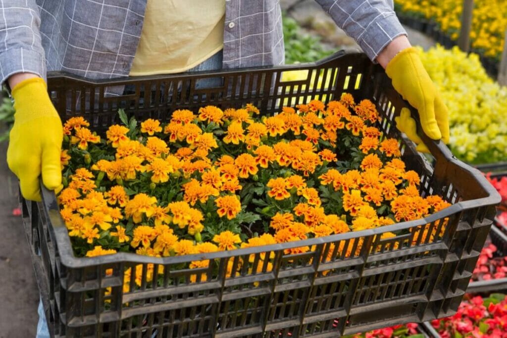 Growing Marigolds from Seed vs. Nursery Plants