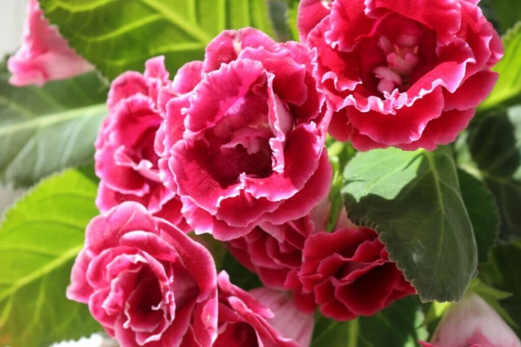 History & Origins of Gloxinia Flowers