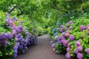 How to Grow Hydrangeas: A Complete Guide - Petal Republic