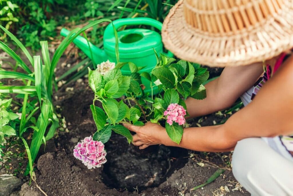A person transplanting a small hydrangea cutting to a newly dug hole in a garden