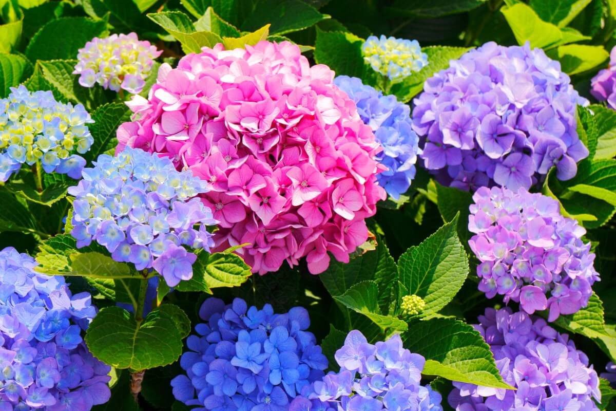 hydrangea headpiece