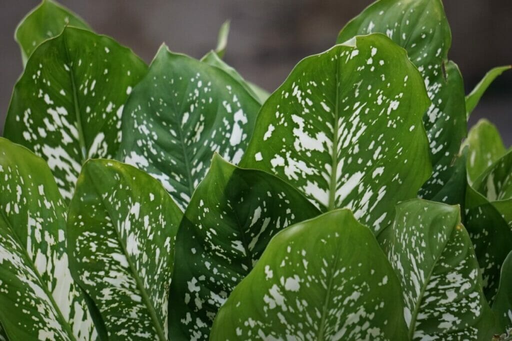 Leopard Lily (Dieffenbachia seguine)