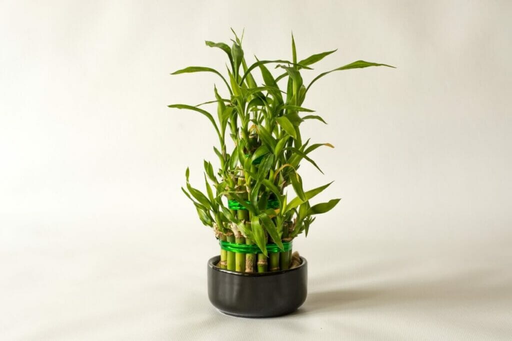 Lucky Bamboo (Dracaena sanderiana)