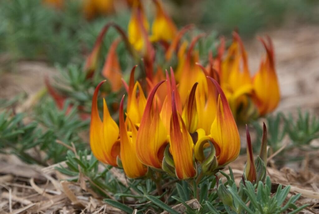 Parrot's Beak (Lotus berthelotii)