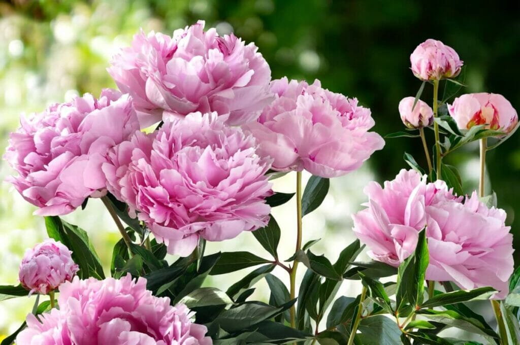 Peony (Botan)