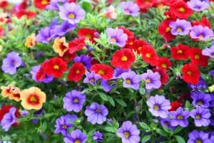 Petunia Flower Meaning in the Language of Flowers