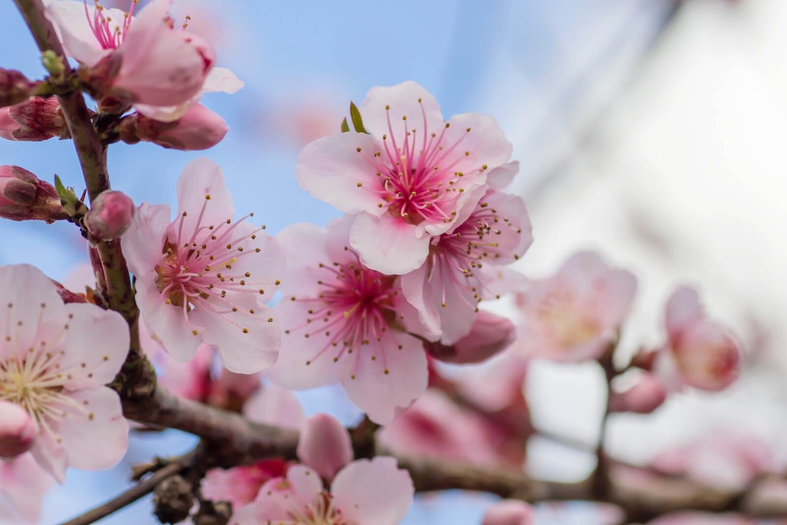 Plum Blossom Meaning in the Language of Flowers