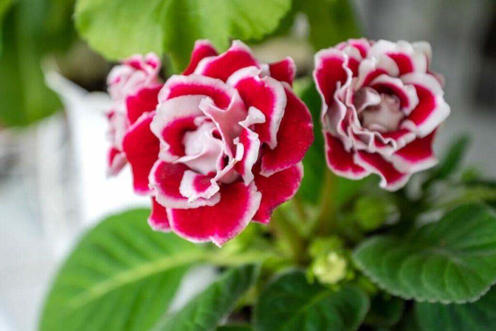Popular Types, Species, and Cultivars