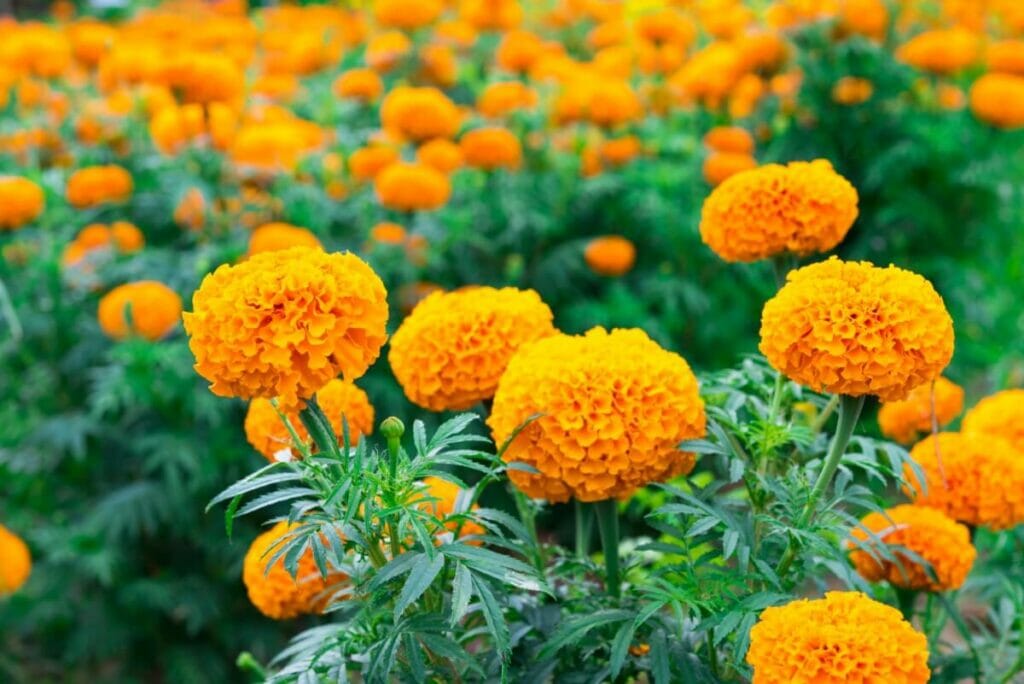 Pruning and Deadheading Marigolds