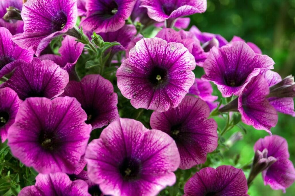 Purple Petunia Flower Meaning