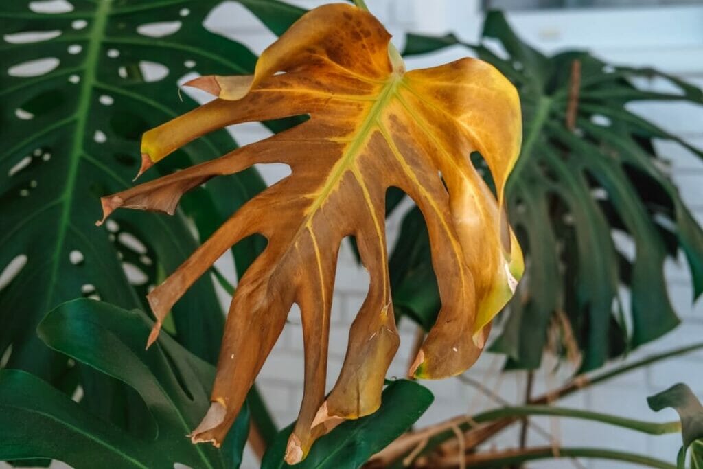 Root Rot