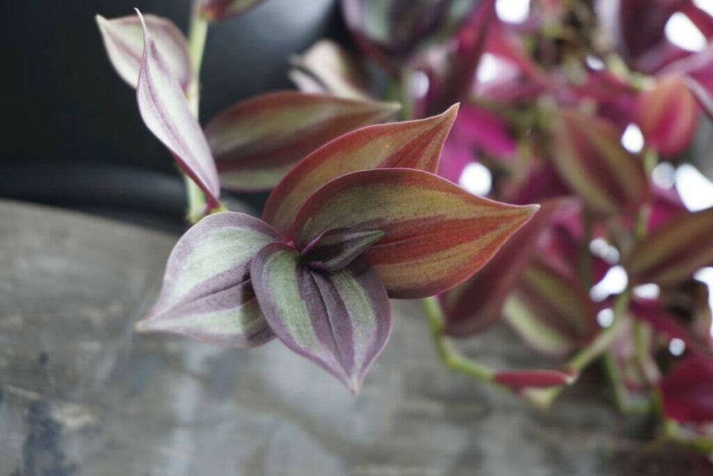 Silver Inch Plant (Tradescantia zebrina)