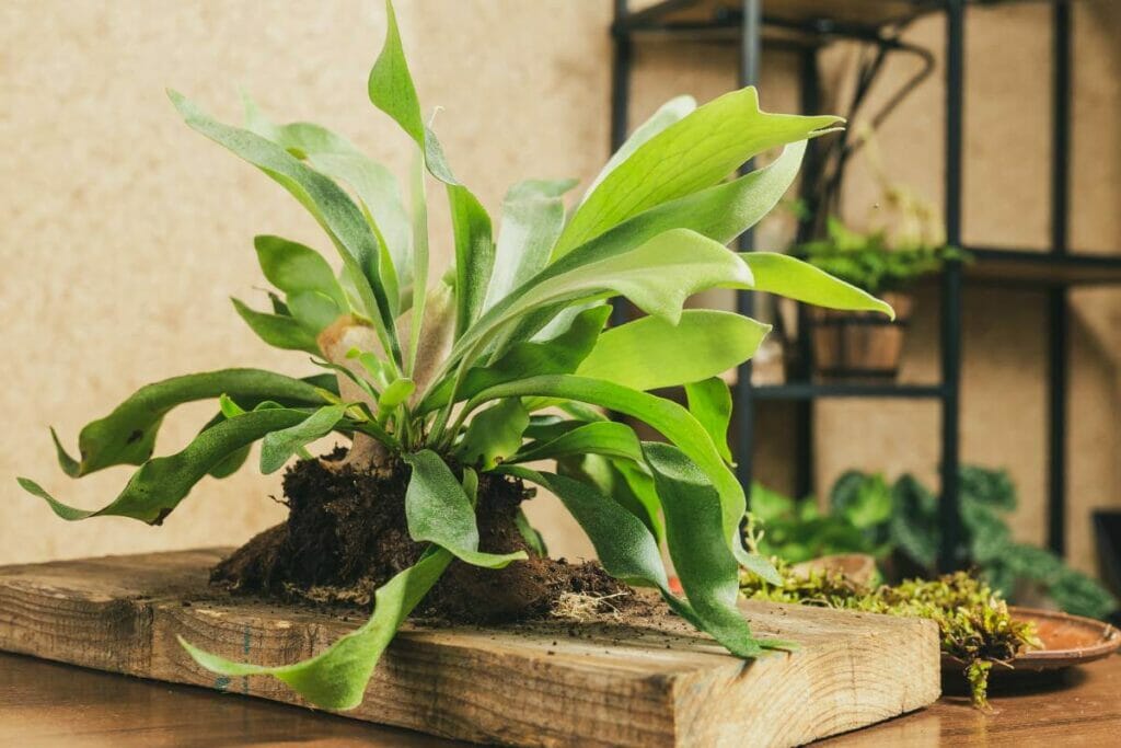 Staghorn Fern (Platycerium spp.)