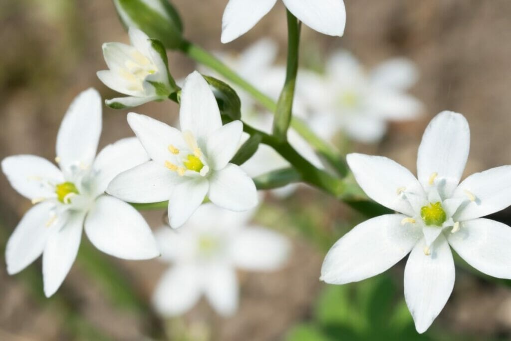 Star of Bethlehem (Ornithogalum)
