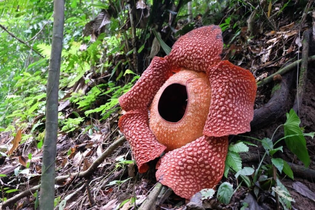 Stinking Corpse Lily (Rafflesia arnoldii)