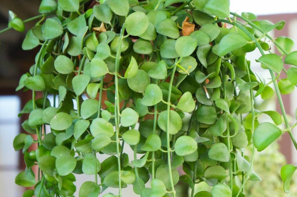 String of Nickels (Dischidia imbricata)