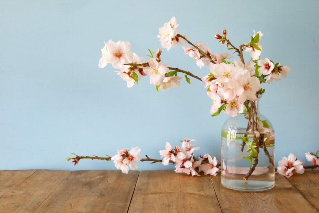 Suitable Gifting Occasions for Cherry Blossoms
