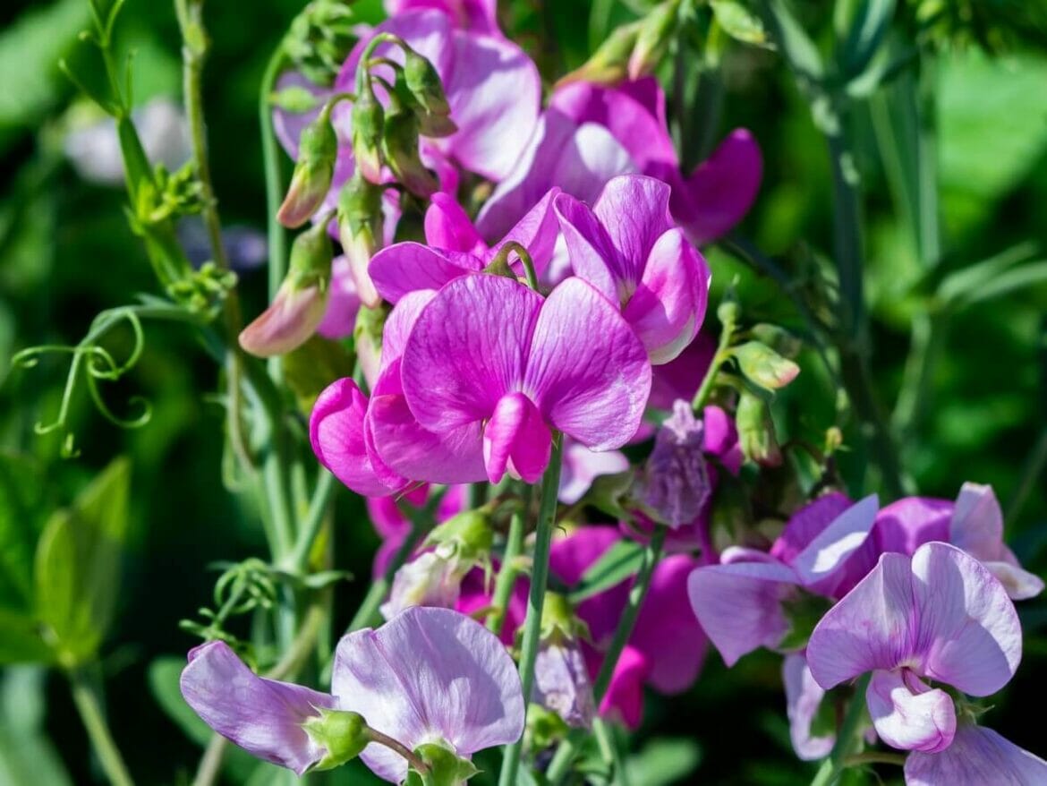 How to Grow Sweet Peas: Tips for a Beautiful Garden - Petal Republic