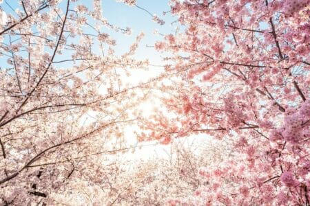Cherry Blossom Meaning in the Langauge of Flowers - Petal Republic