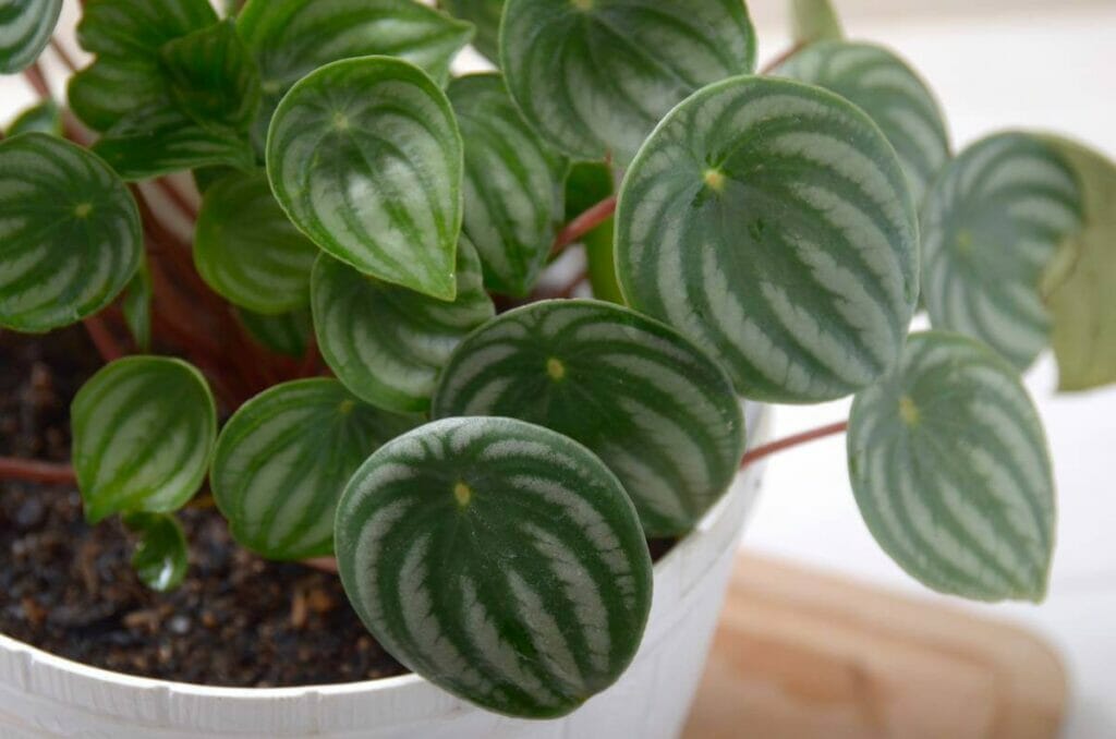 Watermelon Peperomia (Peperomia argyreia)