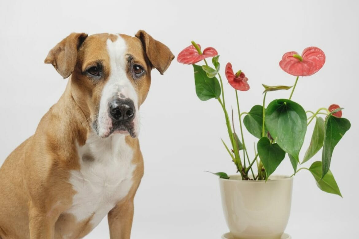 Are Anthurium Plants Poisonous or Toxic to Humans and Pets? Petal