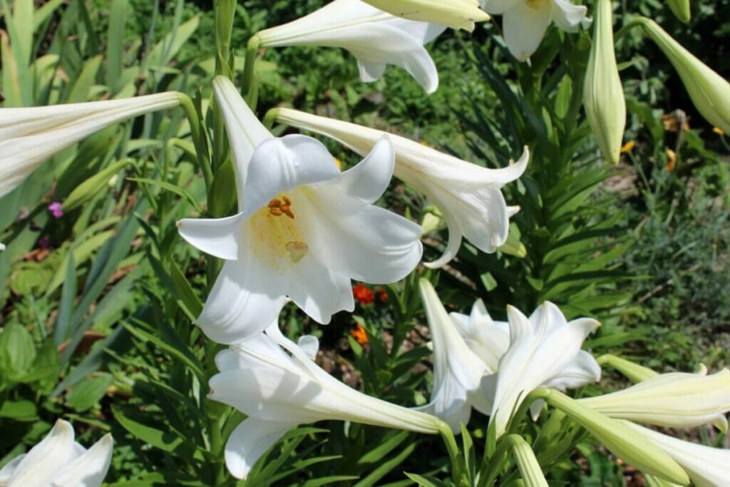 When are Easter Lilies in season?