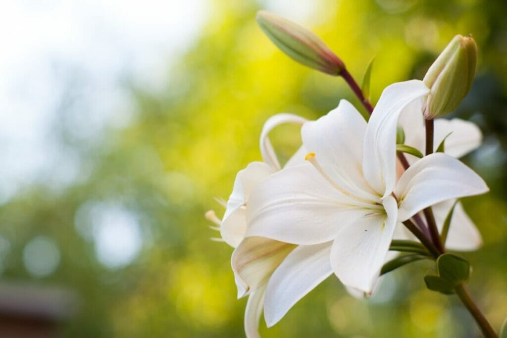White Flowers in Art & Literature