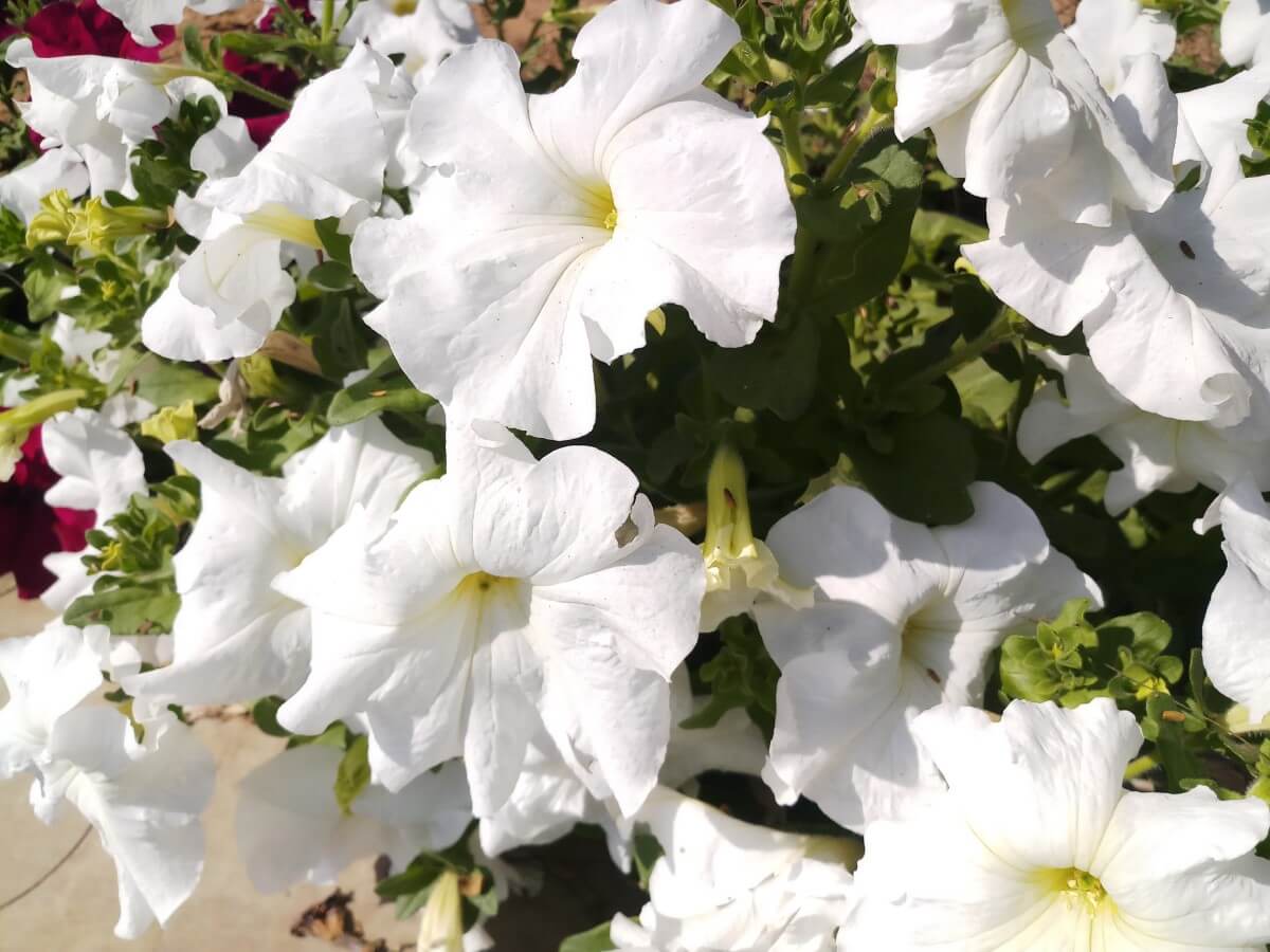 Petunia’s Floral Symbolism: A Tale of Emotion and Meaning - Petal Republic