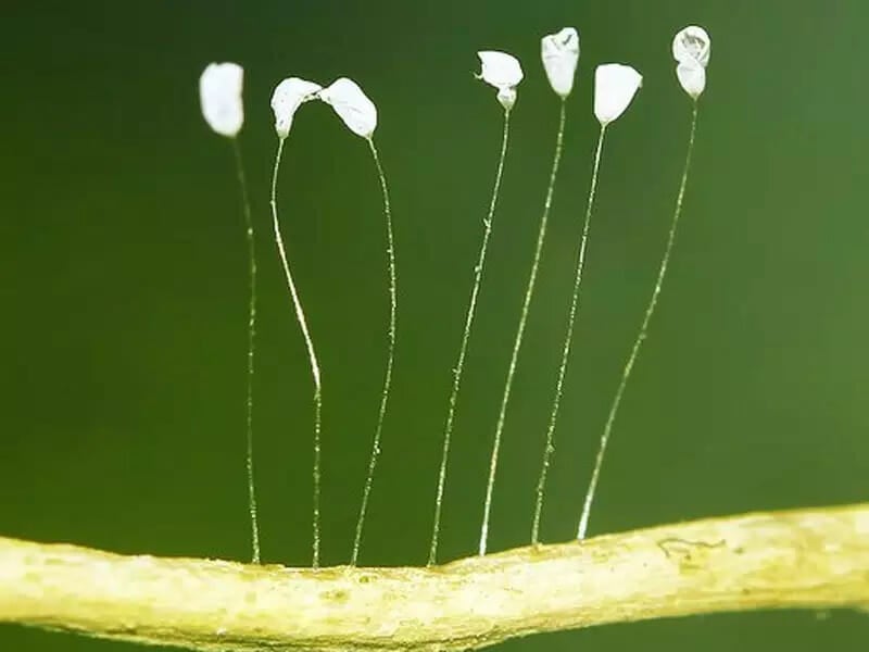 Youtan poluo flower showcasing very thin stems and tiny white to translucent flower heads