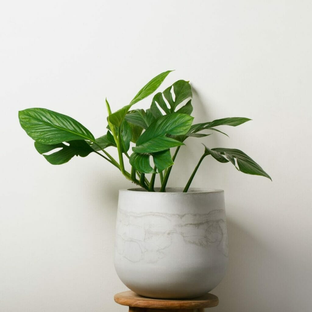 A Monstera pinnatipartita in a stone plant pot on a small wooden side table indoors