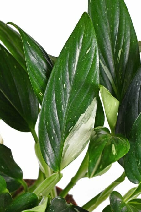 Ultimate Guide to Monstera standleyana Plant Care - Petal Republic