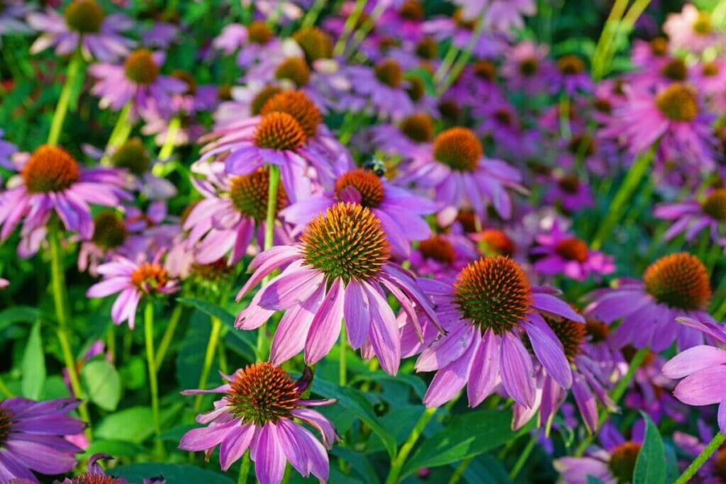 End Of Season Coneflower Care