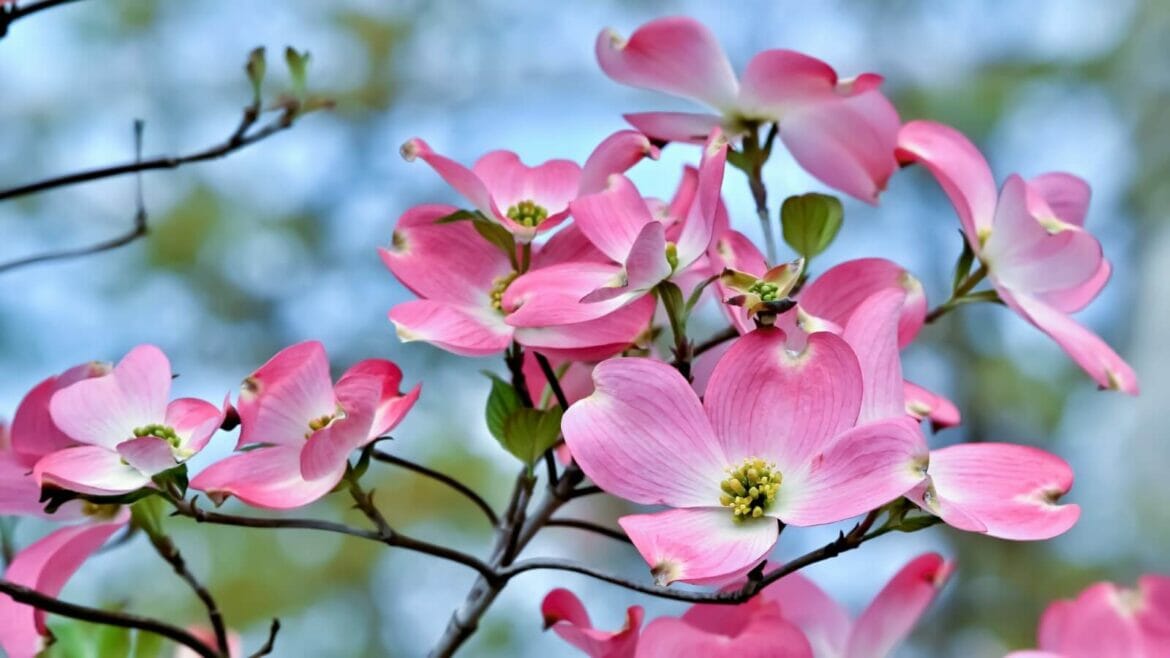 Understanding the Meaning of the Flowering Dogwood Petal Republic