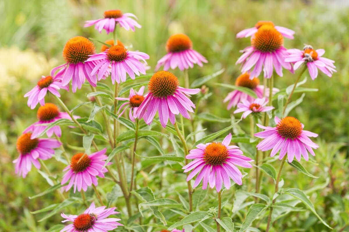 How to Grow Coneflowers in Your Garden Petal Republic