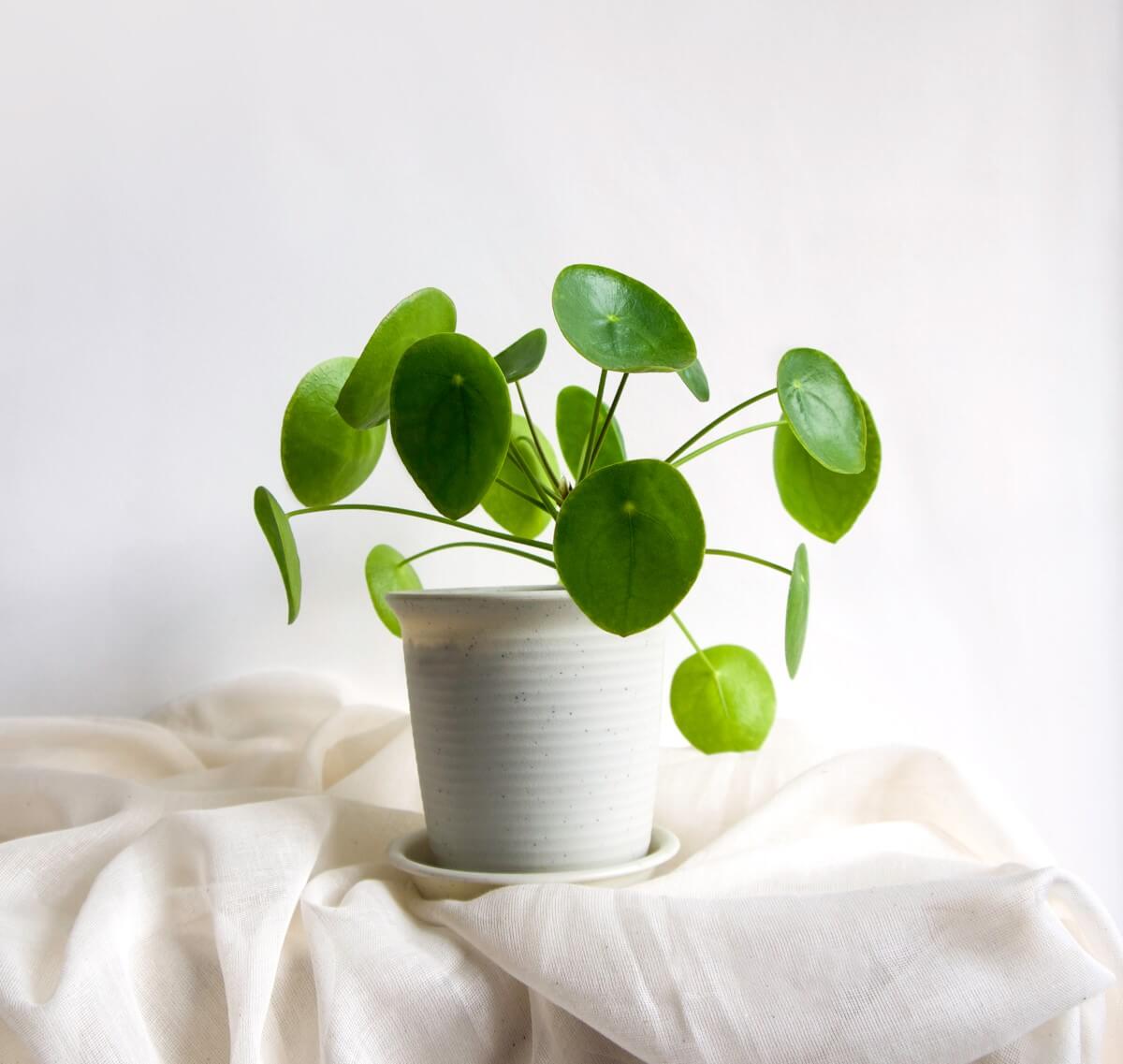 Pilea peperomioides Meaning and Symbolism - Petal Republic