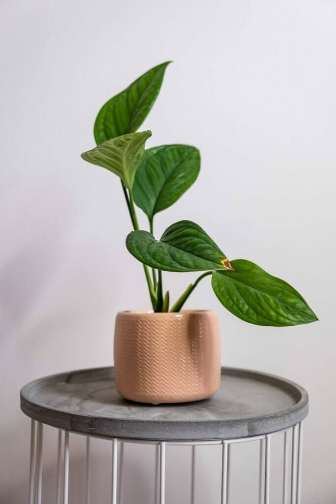 How to Grow Monstera pinnatipartita at Home