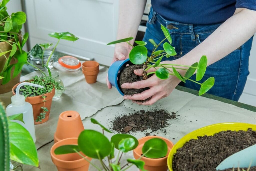 How to Repot Your Pilea peperomioides
