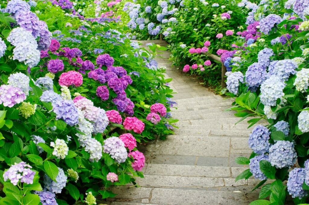Ideal Soil Structure for Hydrangeas