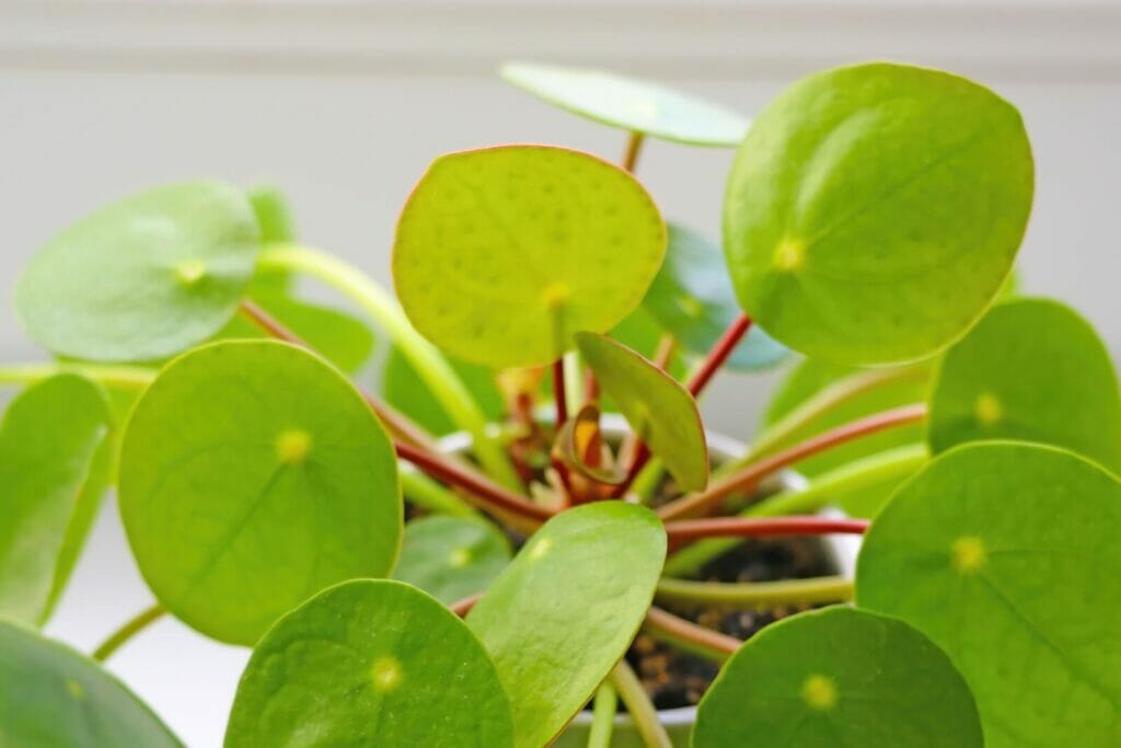 Pilea peperomioides Meaning & Symbolism (Chinese Money Plant)