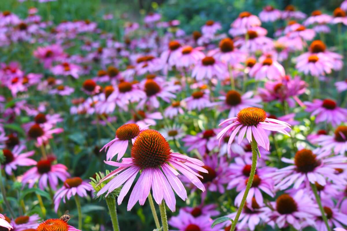 Every Coneflower Color From Classic Purple To Rare Rainbow Hybrids Purple Coneflowers