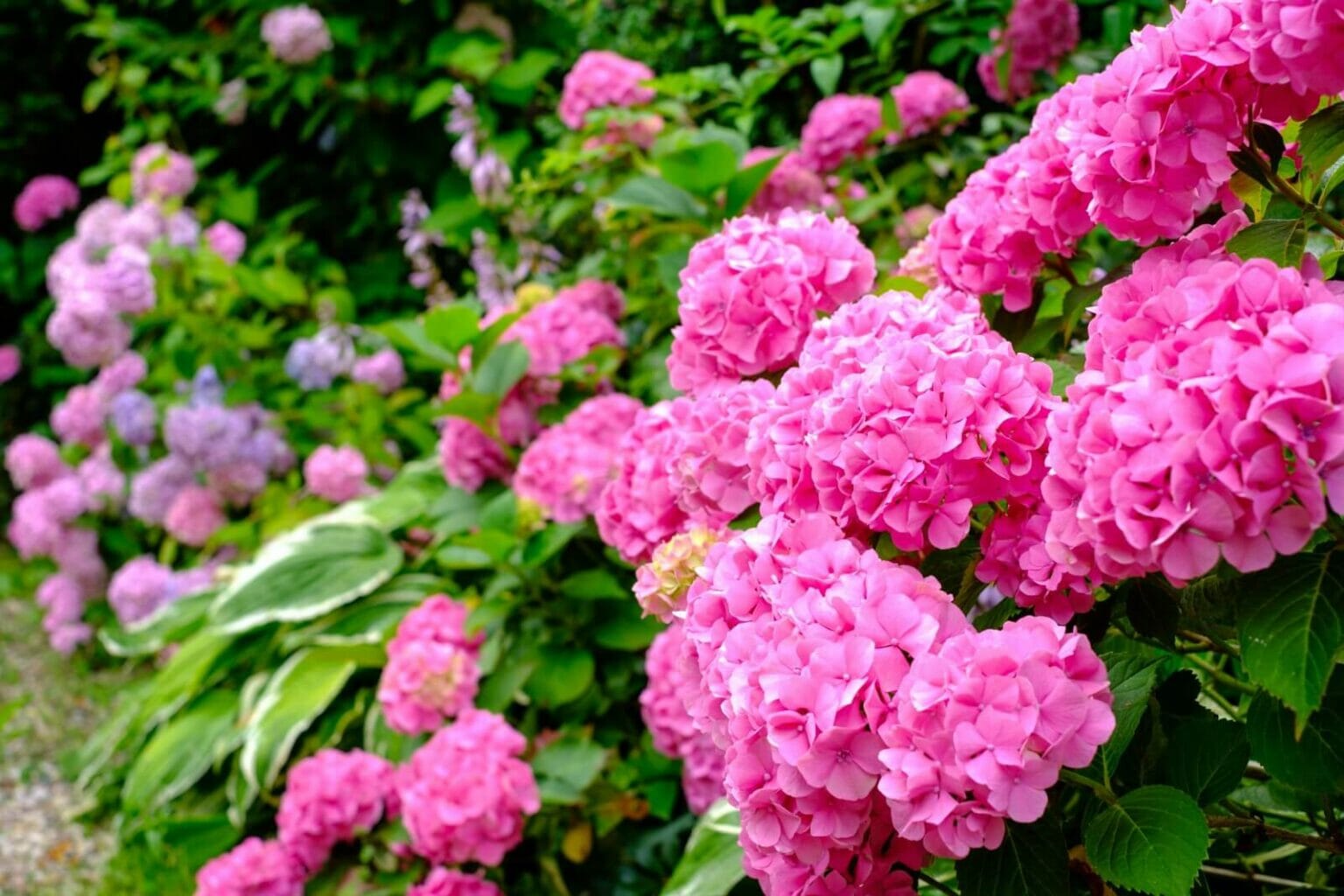 Best Soil Types for Hydrangeas Essential Garden Prep Tips Petal Republic