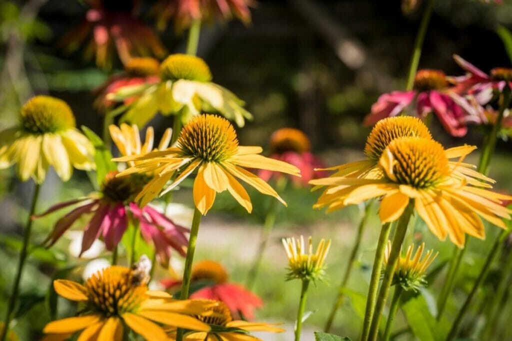 The Coneflower Flowering Season