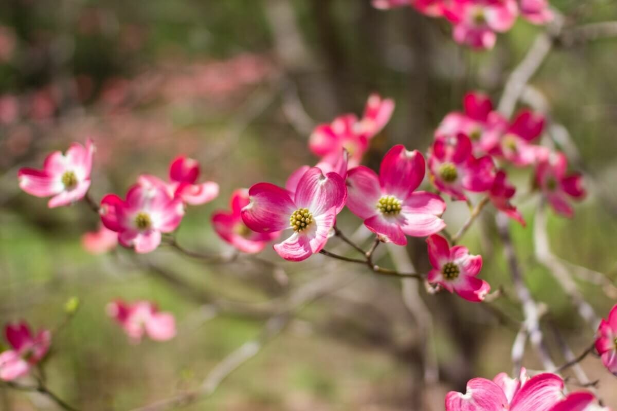 Understanding the Meaning of the Flowering Dogwood Petal Republic