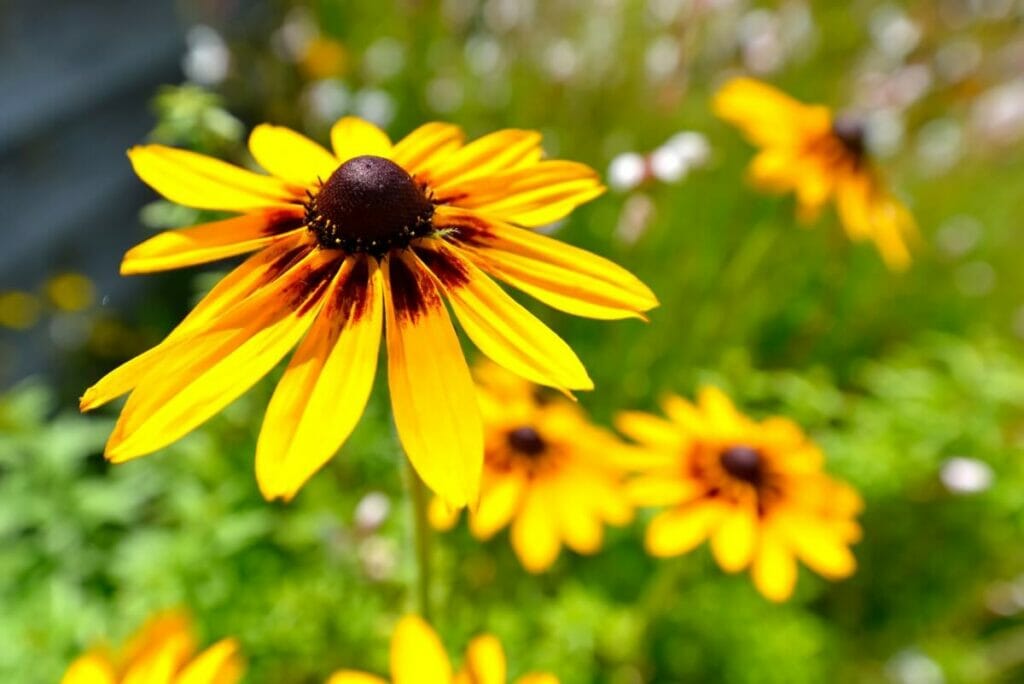 When are Coneflowers in Season?
