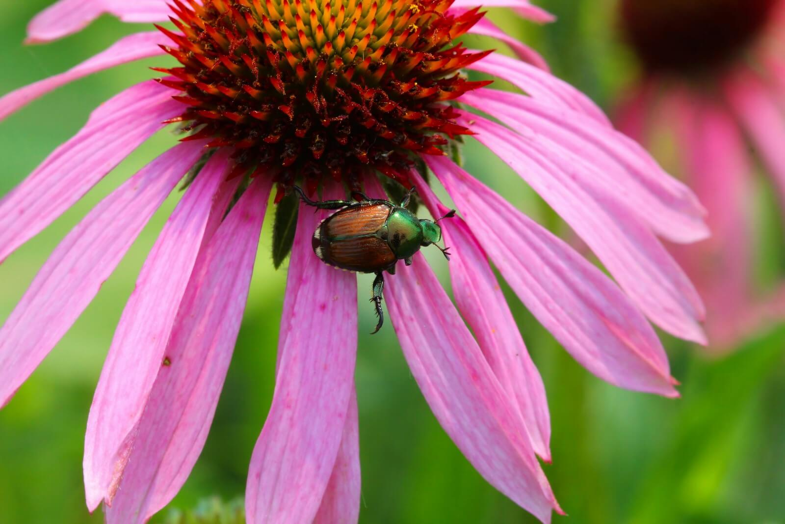 10 Common Coneflower Pests and Diseases