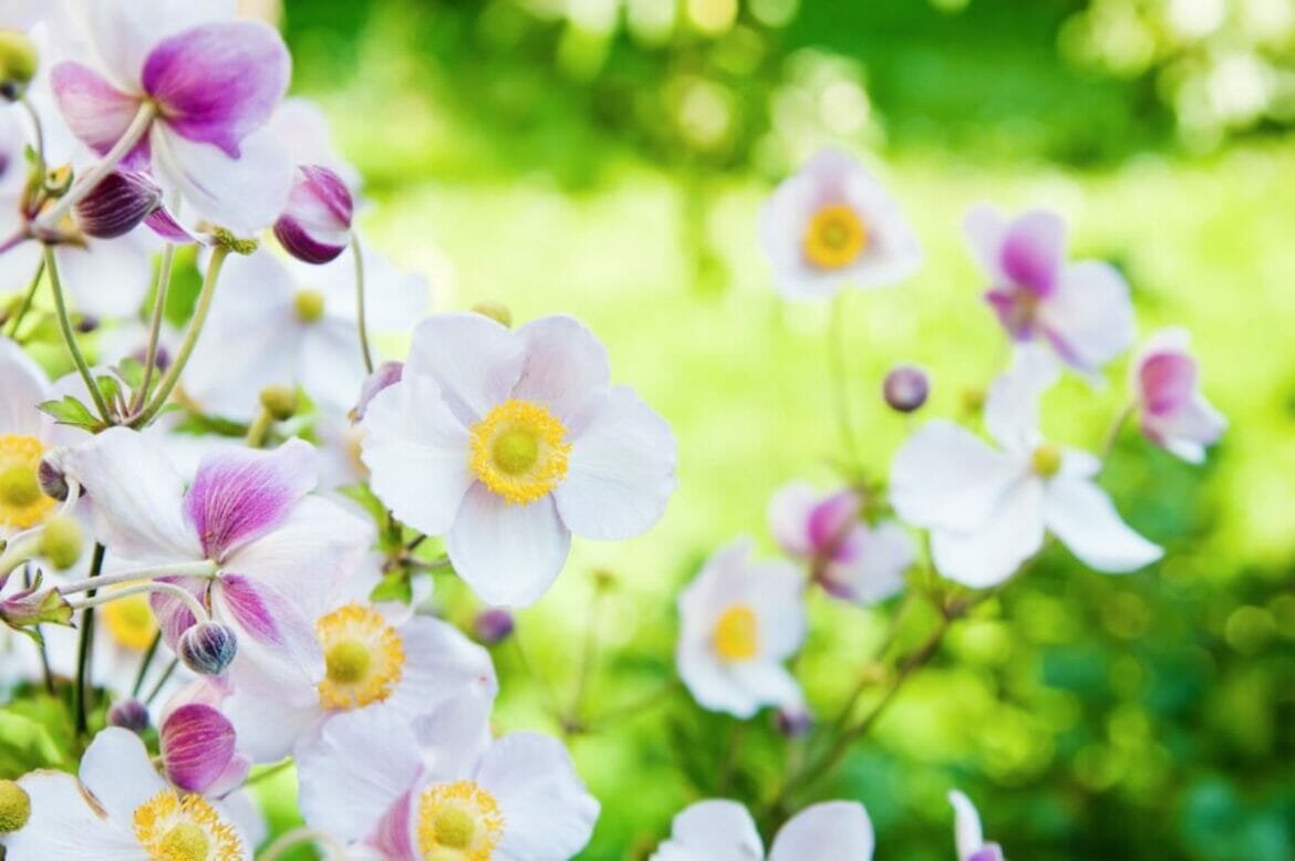 When Are Anemones in Season? (Essential Guide) Petal Republic
