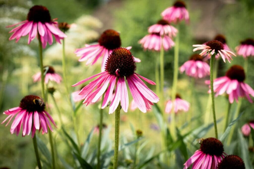 About Coneflowers (Echinacea spp.)